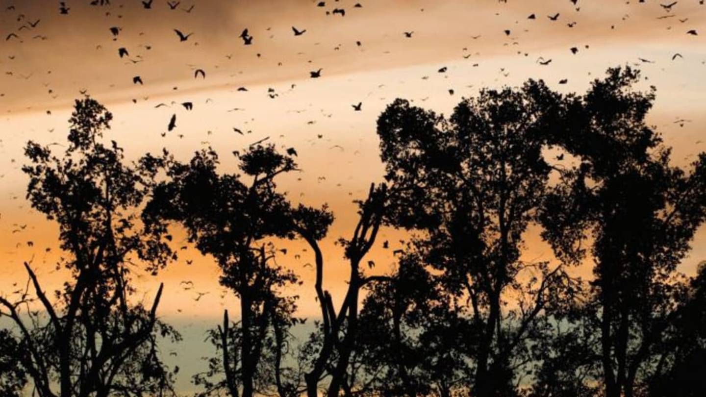 The Bats and the Bees