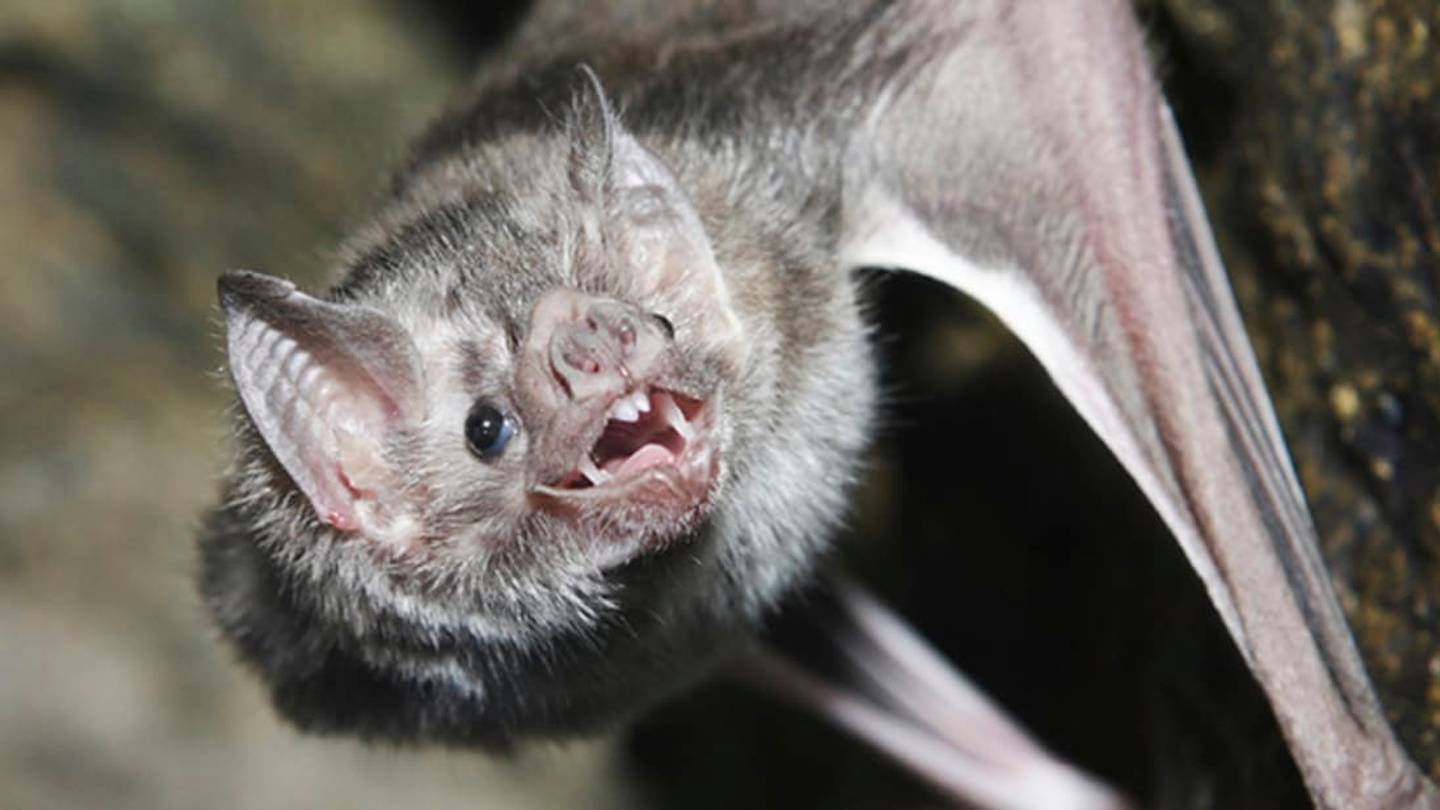 Vampire Bats Regurgitate Meals for Their Friends