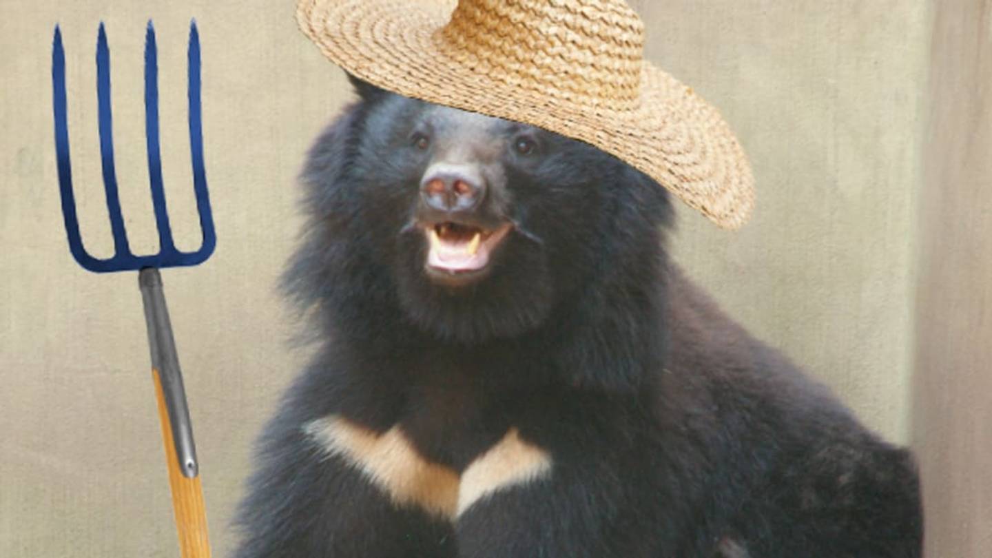 Japanese Bears are Moving (and Conserving) Cherry TreesÂ with Poop