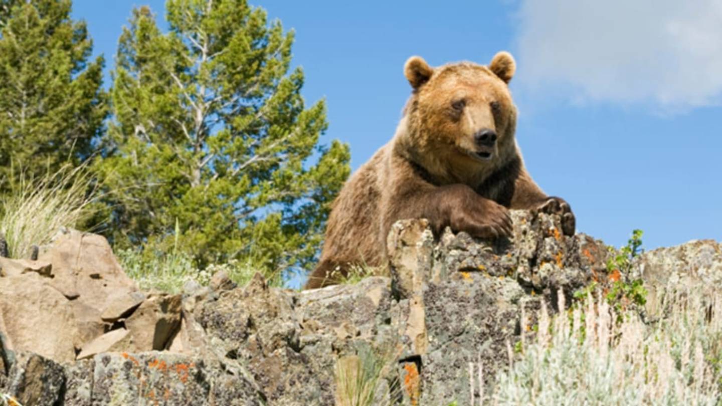 Bear Rehab Teaches Grizzlies Not to Attack Humans