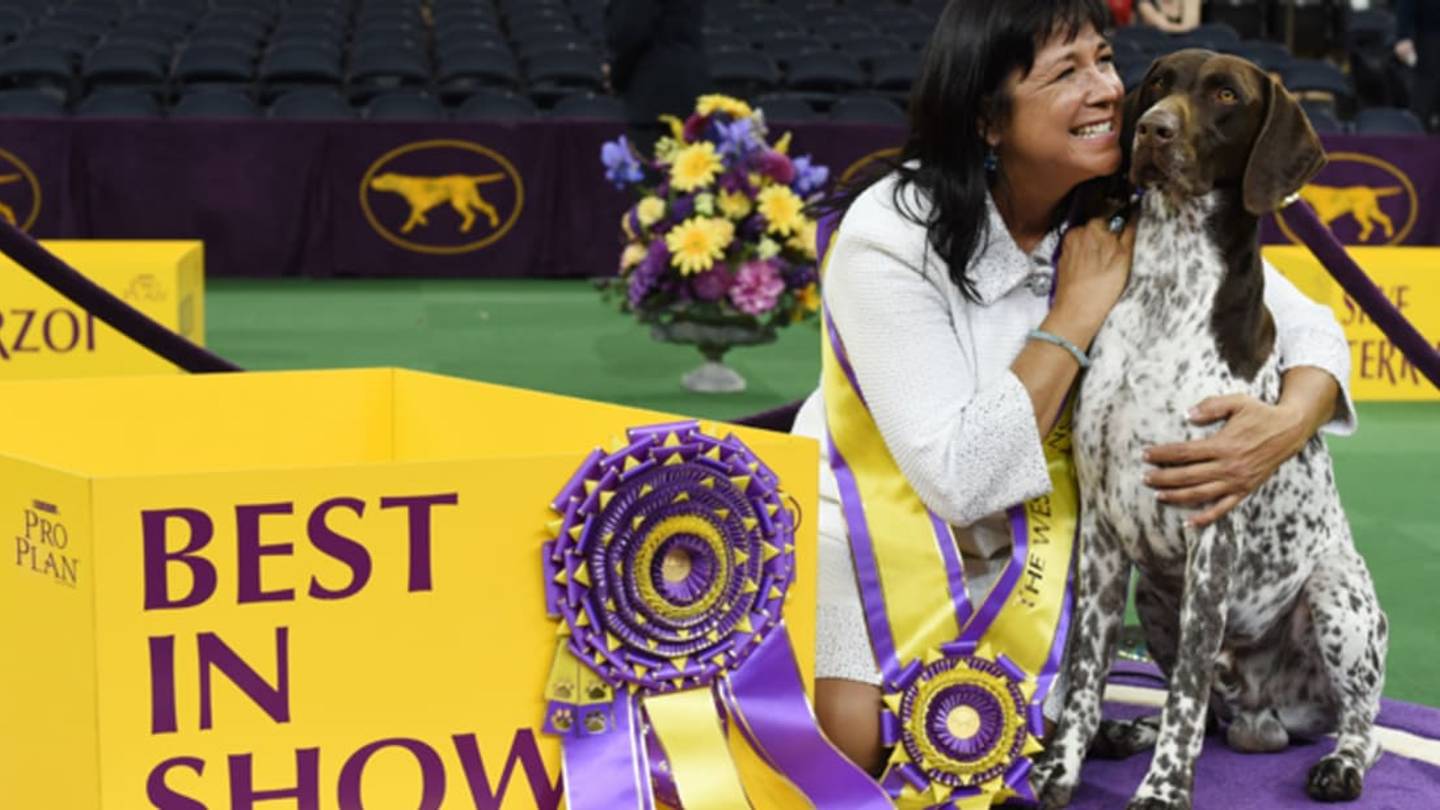 9 Winning Facts About the German Shorthaired Pointer