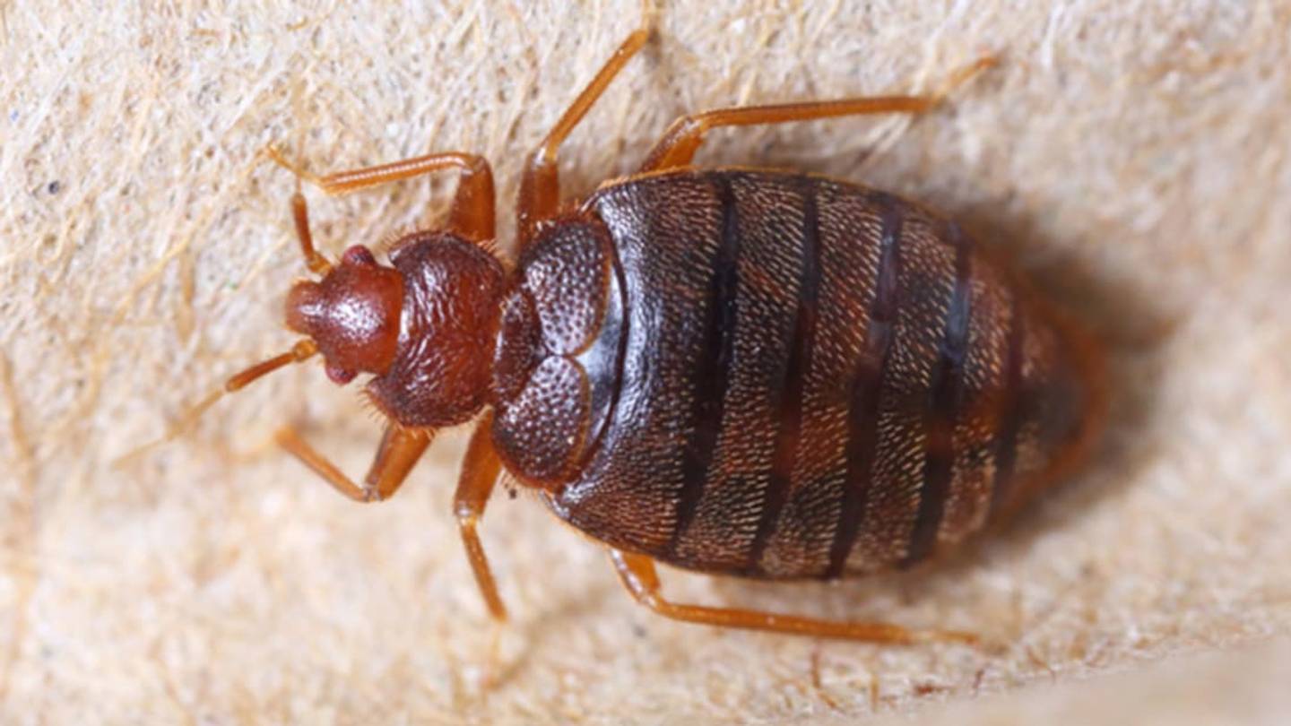 Study Finds Up To 14,000 Bed Bugs in Infested Apartments