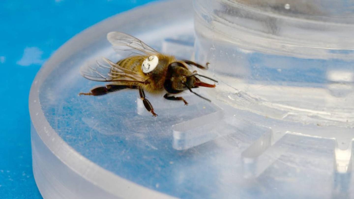 Bees Love Caffeine, Too