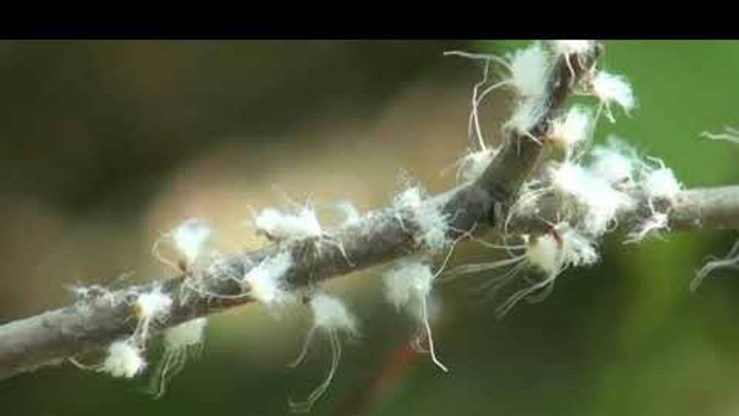Watch the Hypnotic Dance of the Boogie-Woogie Aphid