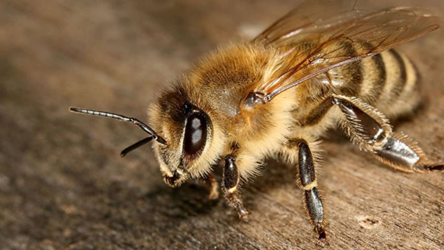 Light Therapy Could Help Bees Recover FromÂ Pesticides