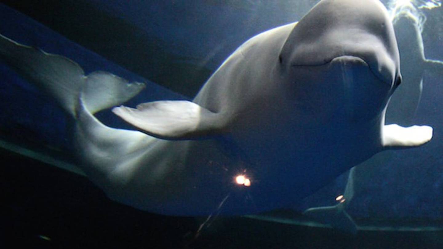 The Whale that Started the Green Movement