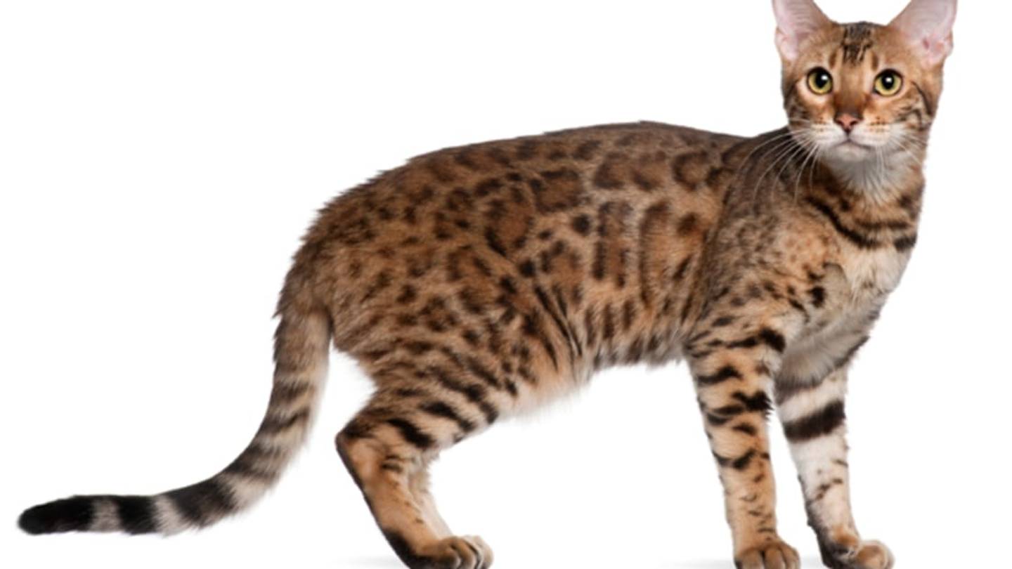 6 Fascinating Facts About Bengal Cats