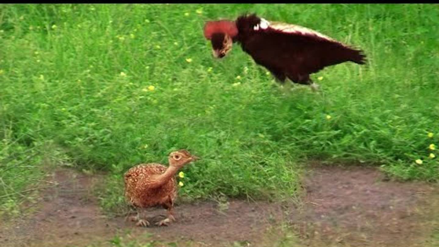 Female Bird Unimpressed by Maleâs Overzealous Tap Dance