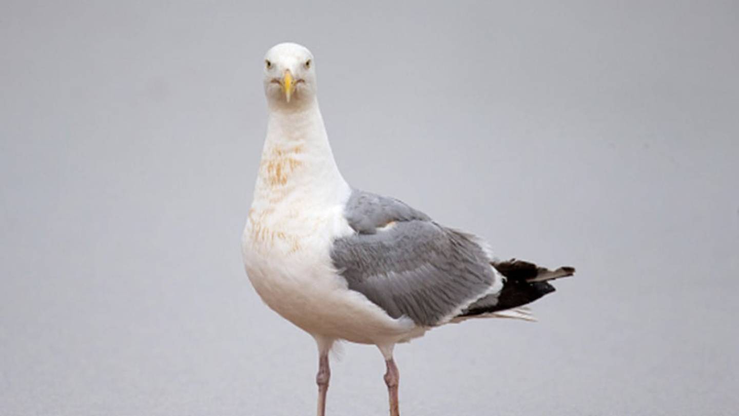 90 Percent of Sea Birds Have Swallowed Plastic