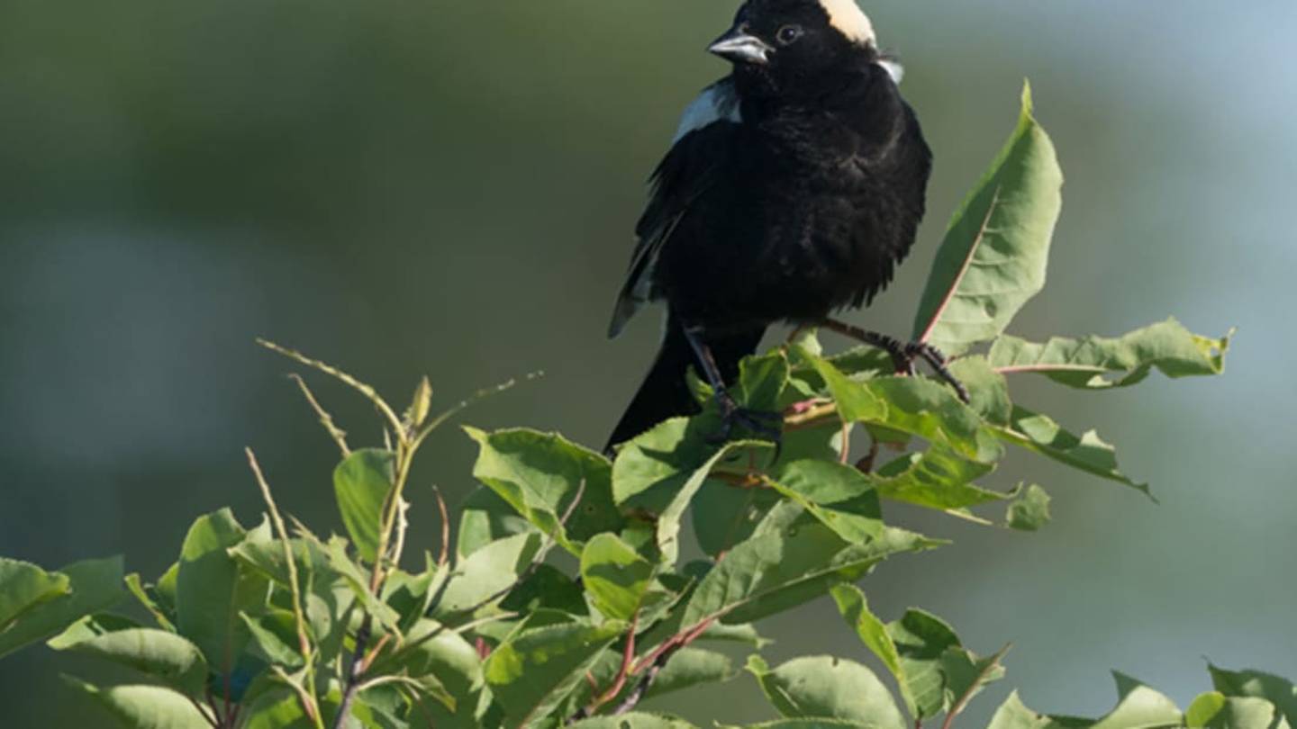 Why Youâll Never See an American Bird Species in a Movie