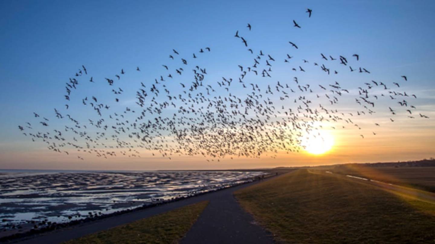 How Do Birds Know How to Migrate?