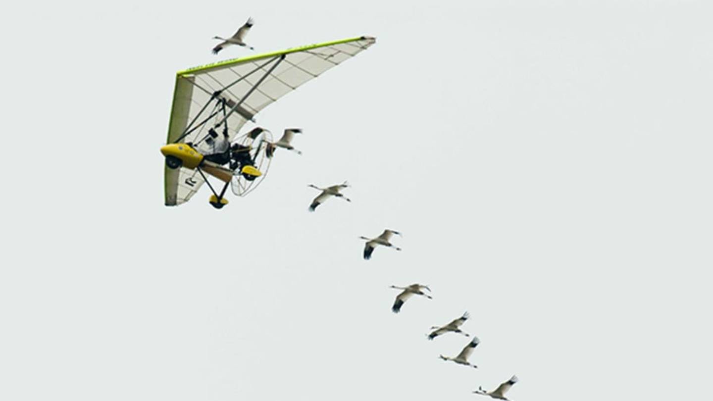 Migrating Whooping Cranes Will No Longer Get a Plane Escort from the Government