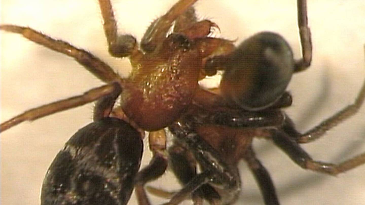 Male Black Widows Practice Cannibalism, Too