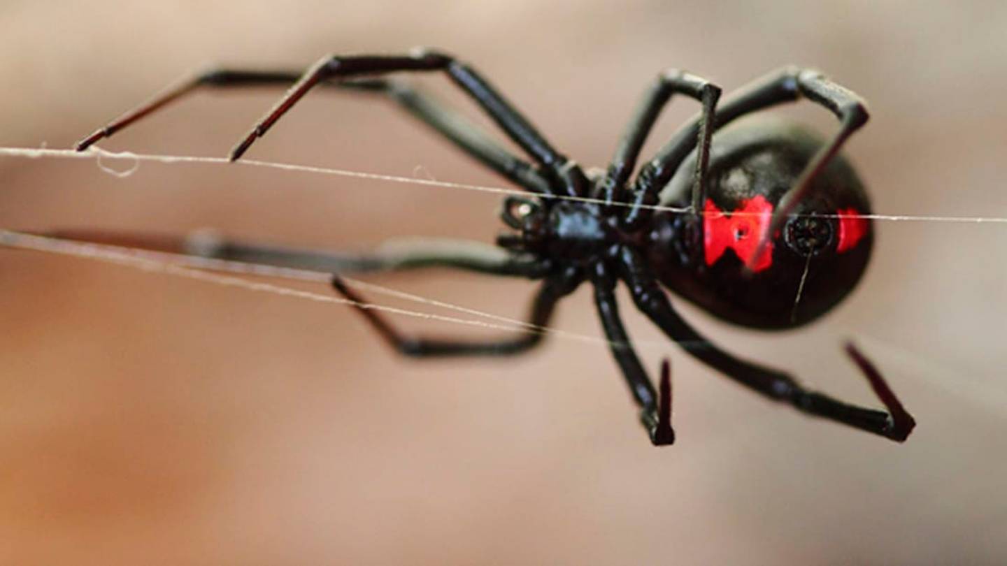 Spider Webs Are Chock Full of DNA from Devoured Insects