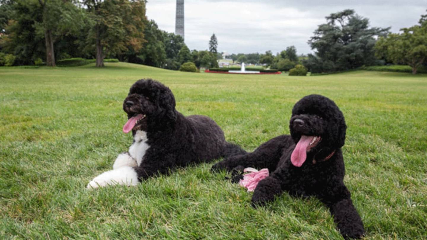 The Bizarre History of White House Pets