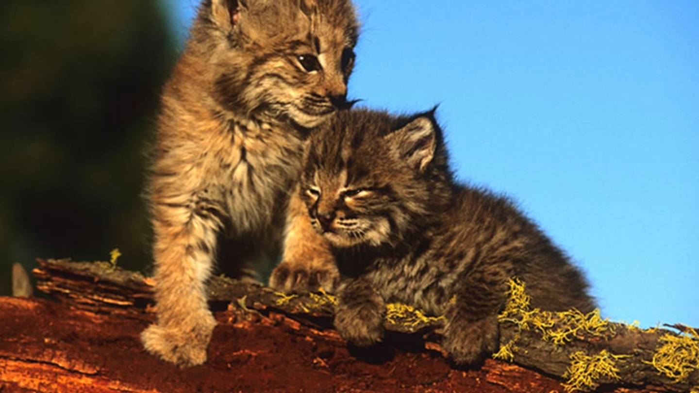 Native Americans Might Have Domesticated Bobcats 2,000 Years Ago