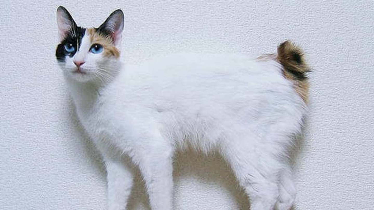 7 Unusual Facts About Japanese Bobtail Cats