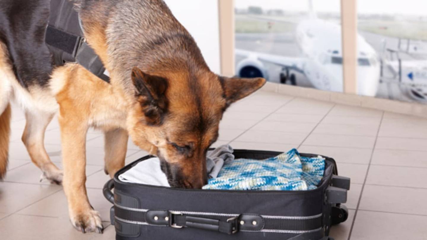 These Former TSA Dogs Are Looking for Forever Homes