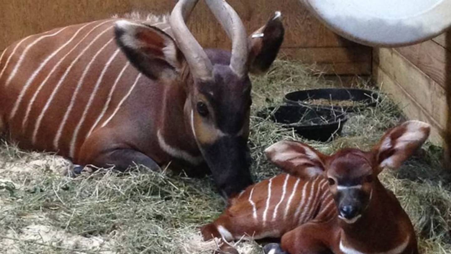 5 Fast Facts About Eastern Bongos