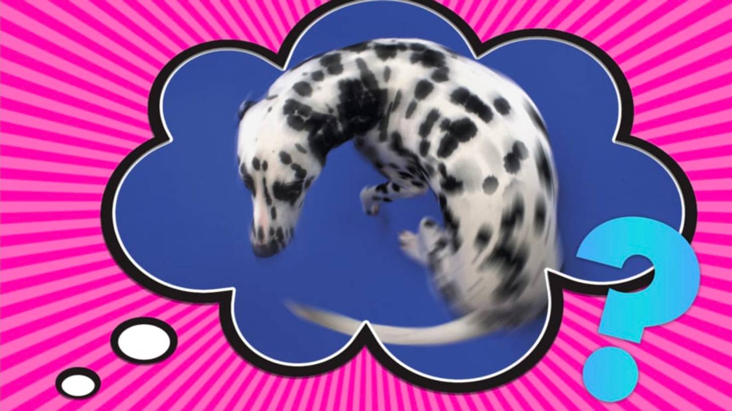 Why Do Dogs Spin Around Before They Poop?