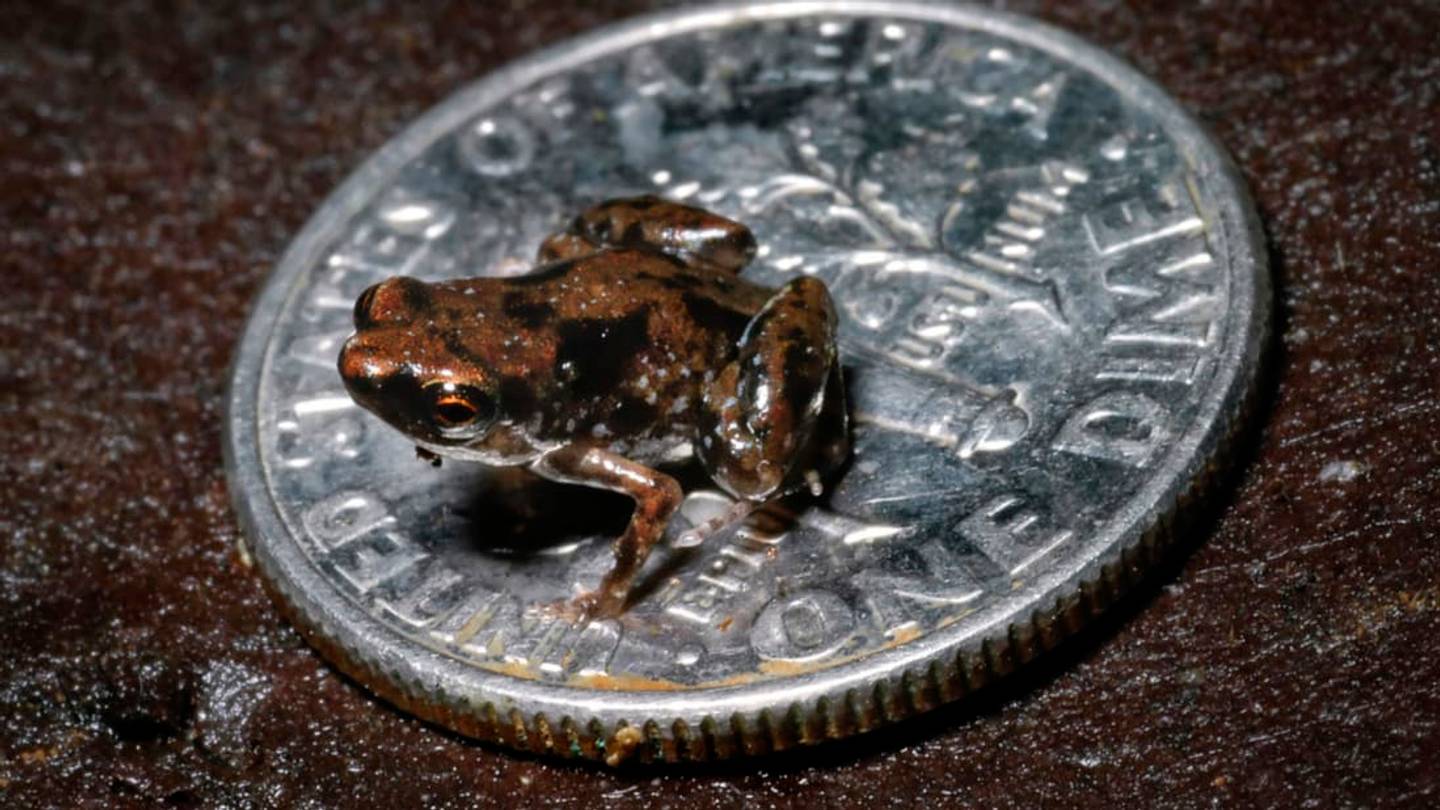 10 Awesome New Species Discovered in 2013