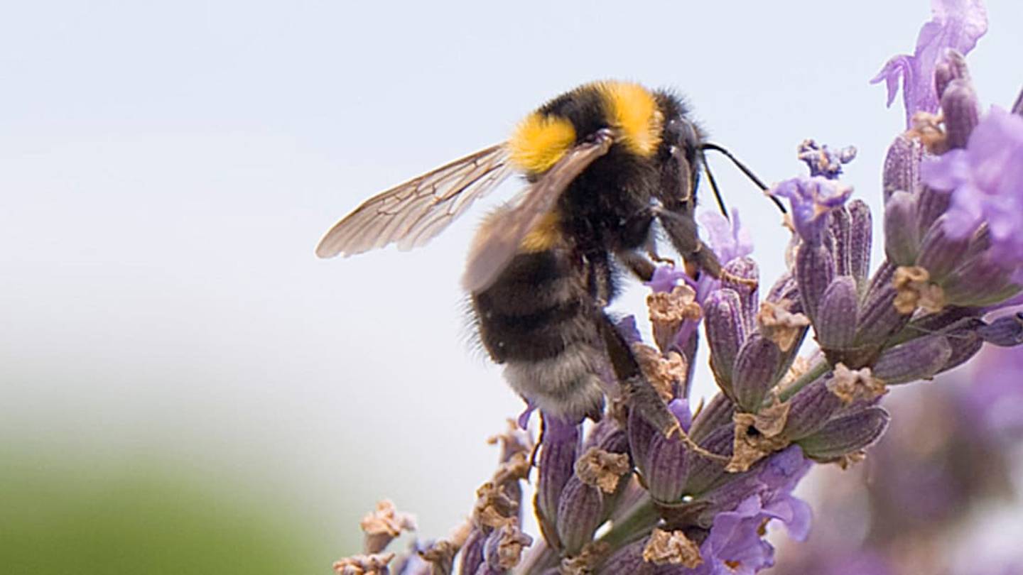 Animal Kingdom Kleptos: 7 Species That Steal