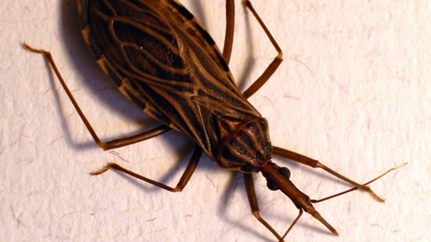 The 1899 Kissing Bug Epidemic That (Probably) Wasn't