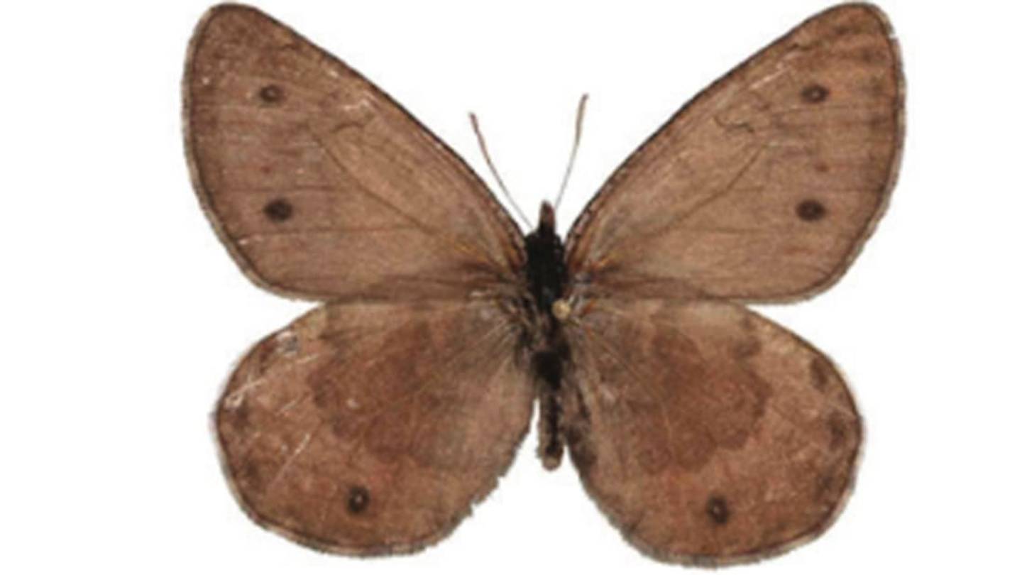 Researchers Have Identified a Potentially New Alaskan Butterfly Species