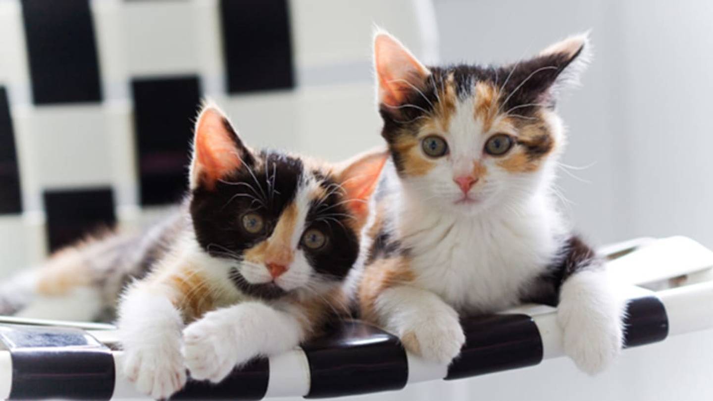 Why Are Calico Cats Almost Always Female (and Always Look Different)?