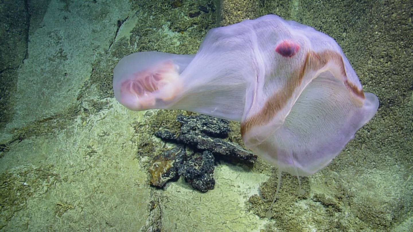 Scientists Capture Video of <em>Deepstaria</em>, a Rarely Seen, Shapeshifting Jellyfish