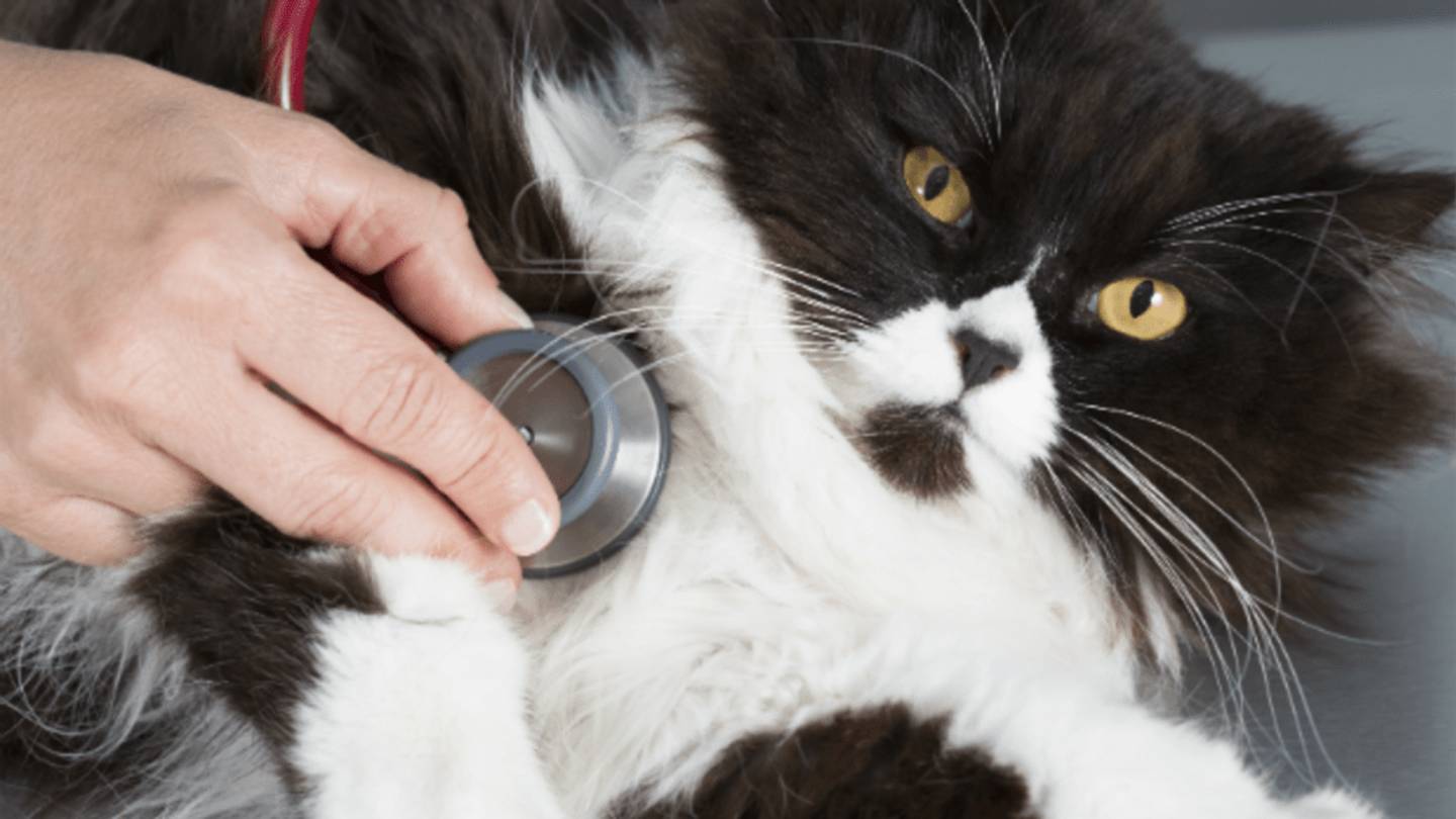 12 Ailments Humans And Animals Share