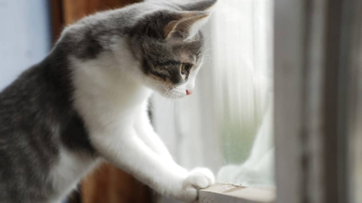 Cats Are Happier When They Work For Their Food, Study Finds