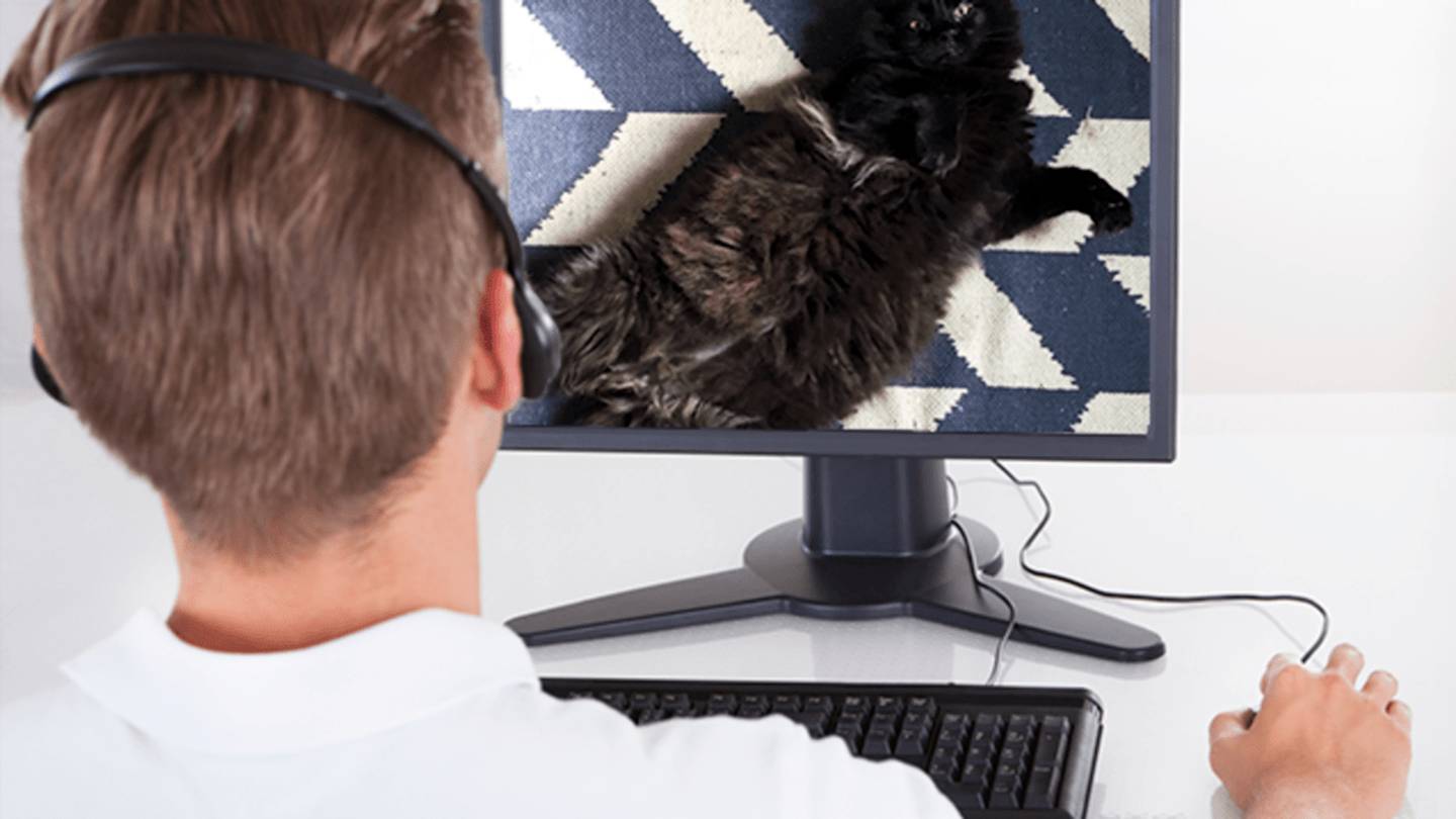 Watching Cat Videos Boosts Energy, According to Science