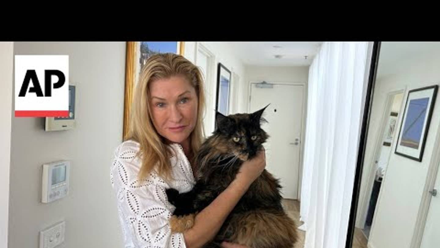 Cat Forgotten on Plane Completes Three International Trips in 24 Hours