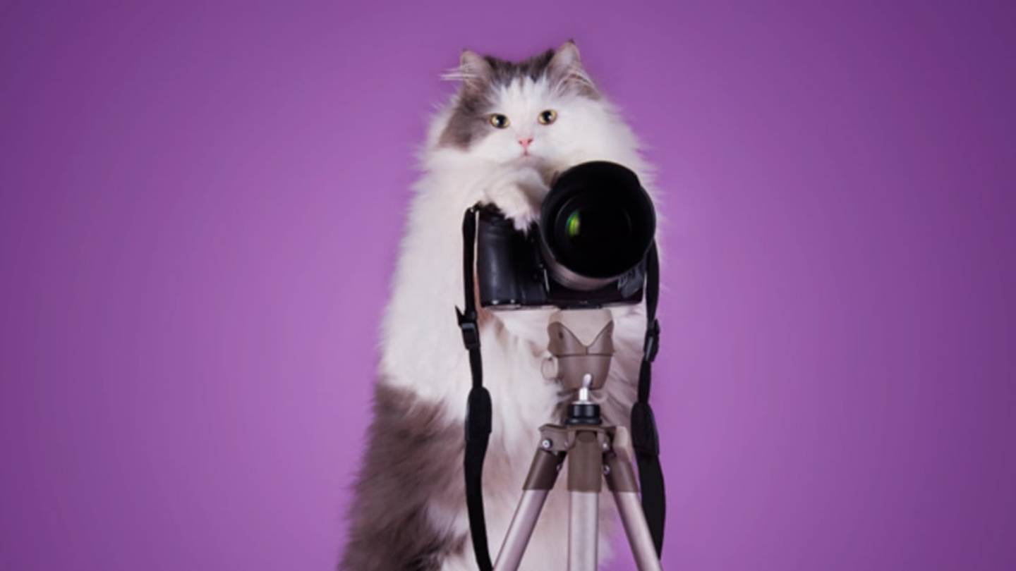 Cats Strut the Runway at the Algonquin Hotel's Feline Fashion Show