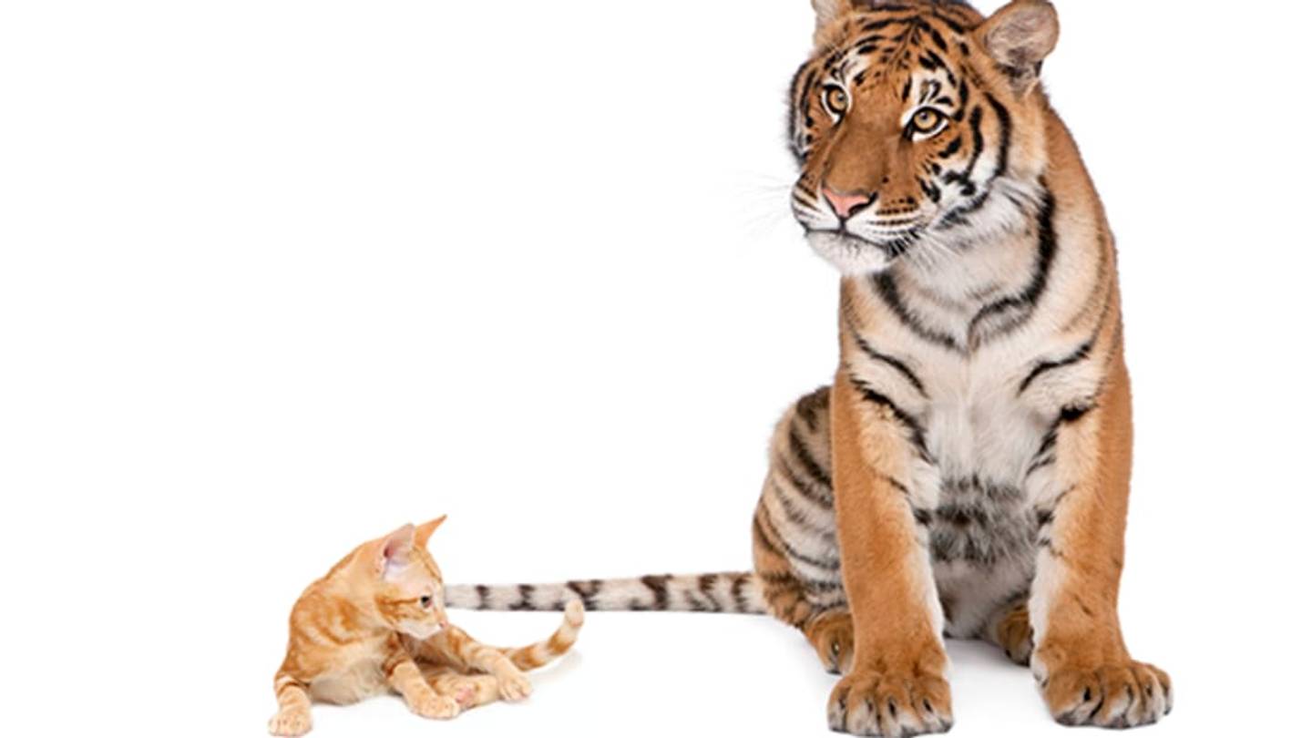 11 Ways Big Cats Are Just Like Domestic Cats