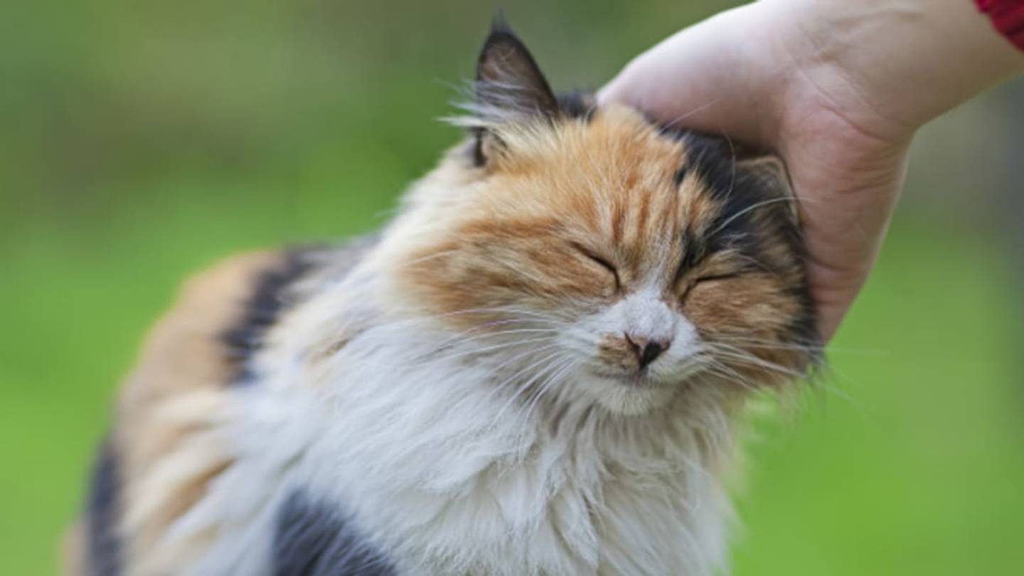 Where Your Cat Wants to Be Petted, According to Science
