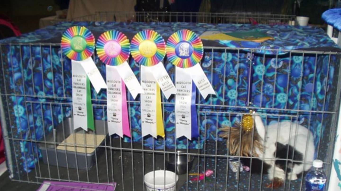 A Brief, Fur-Filled History of Cat Shows