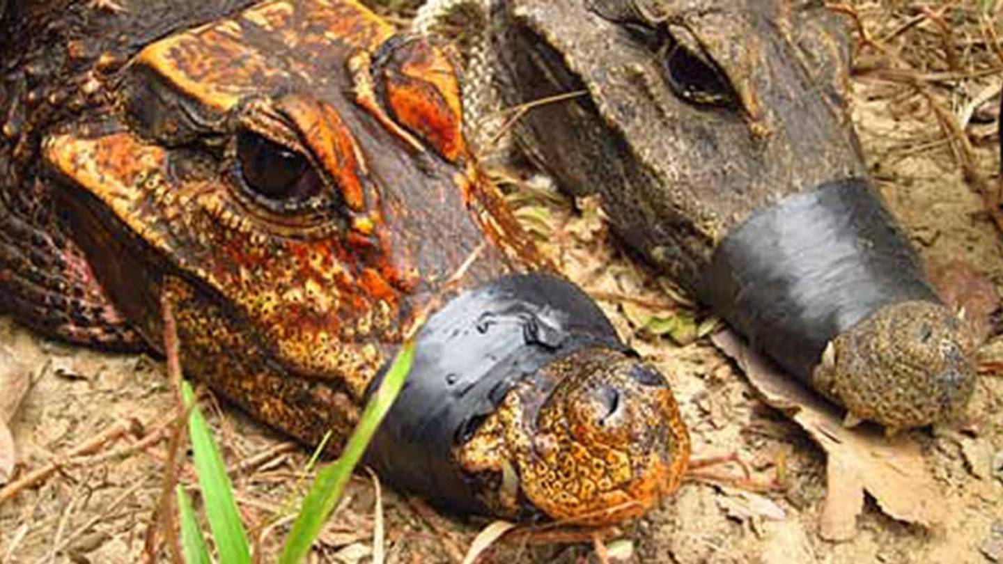 Bat Poop Might Be Turning Gabonâs Cave Crocodiles Orange