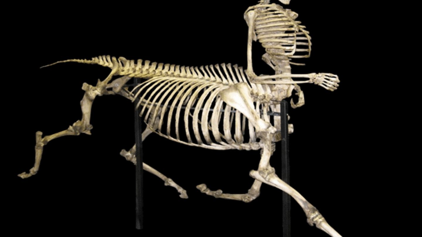 An Art Exhibit That Imagines the Anatomy of a Centaur