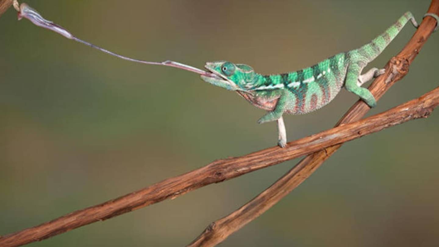 Chameleons Use Super Sticky Spit to Nab Heavy Food