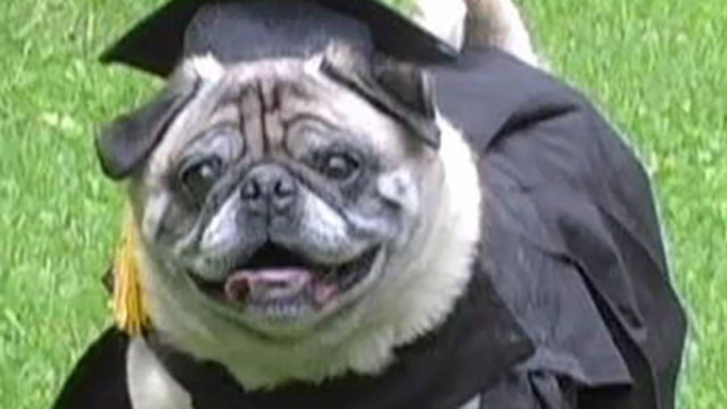 6 Dogs With Unusual Jobs