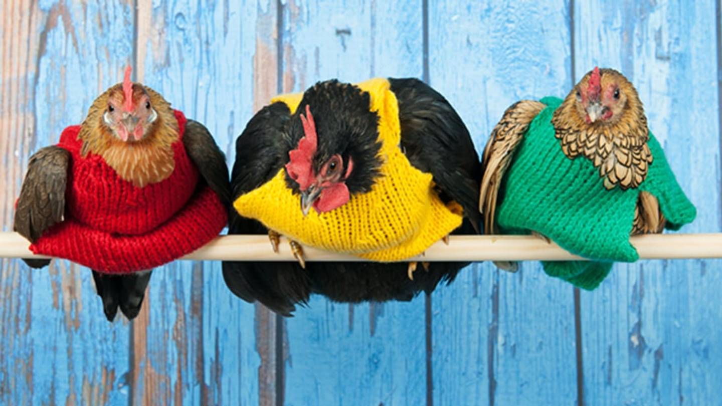 Seniors' Knitting Group Crafts Sweaters For Chilly Chickens