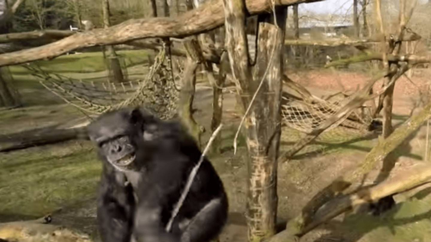 A Brief History of Animals Beating Up Drones