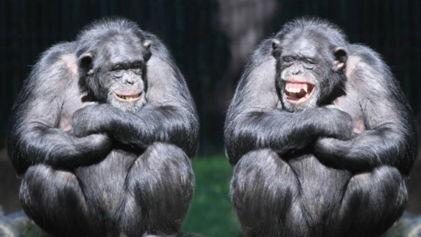 How Do Animals Laugh?
