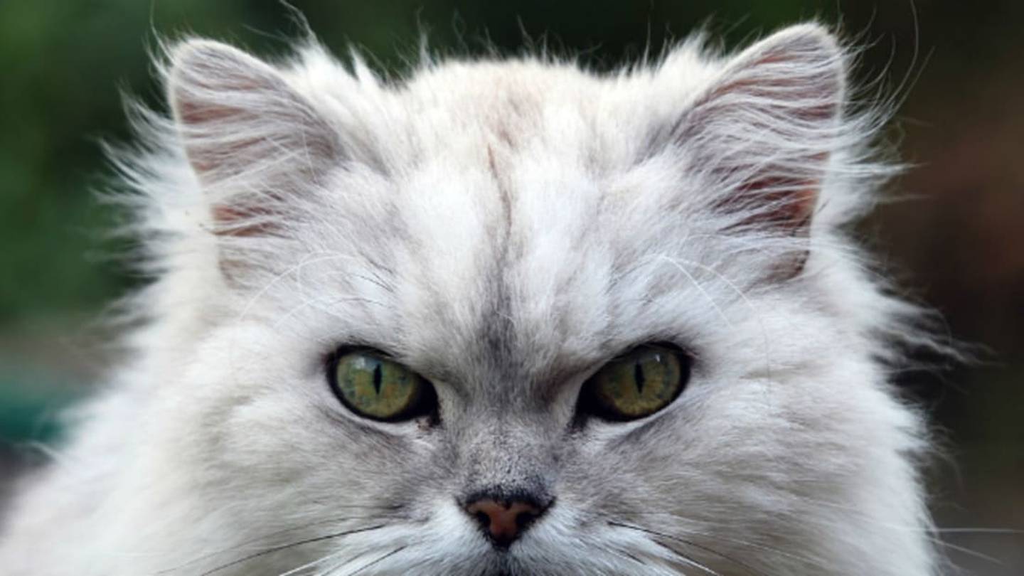 8 Ways Domestic Cats Are a Serious Threat to Nature