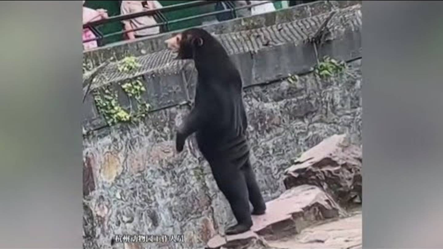 A Zoo in China Denies It's Exhibiting a Human in a Bear Suit