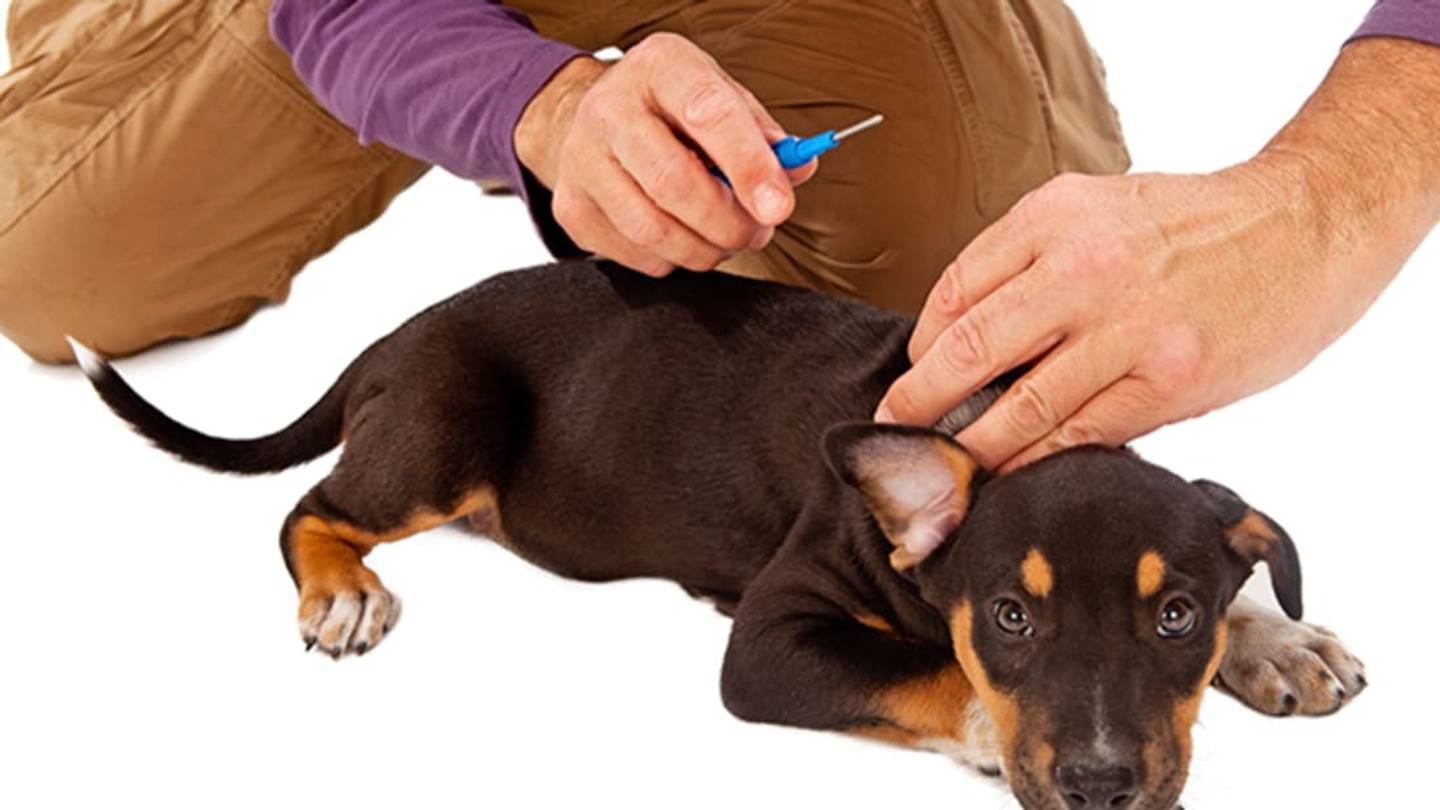 How to Microchip Your PetâAnd Why It's Important
