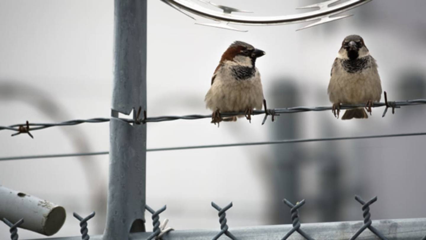 City Birds May Be More Aggressive Than Rural Birds, Study Finds