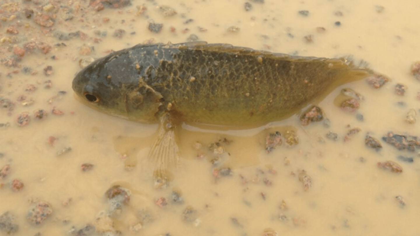 This Creepy Fish Can Crawl on Land, Live for Days Without Water